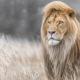 lion quotes motivation